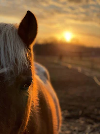 Close-up of a horse’s shiny coat as the sun sets behind a rustic stable.