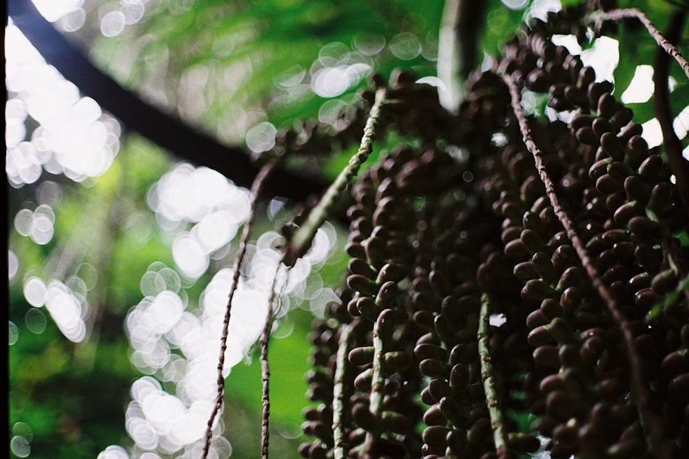 a close up of a bunch of fruit hanging from a tree