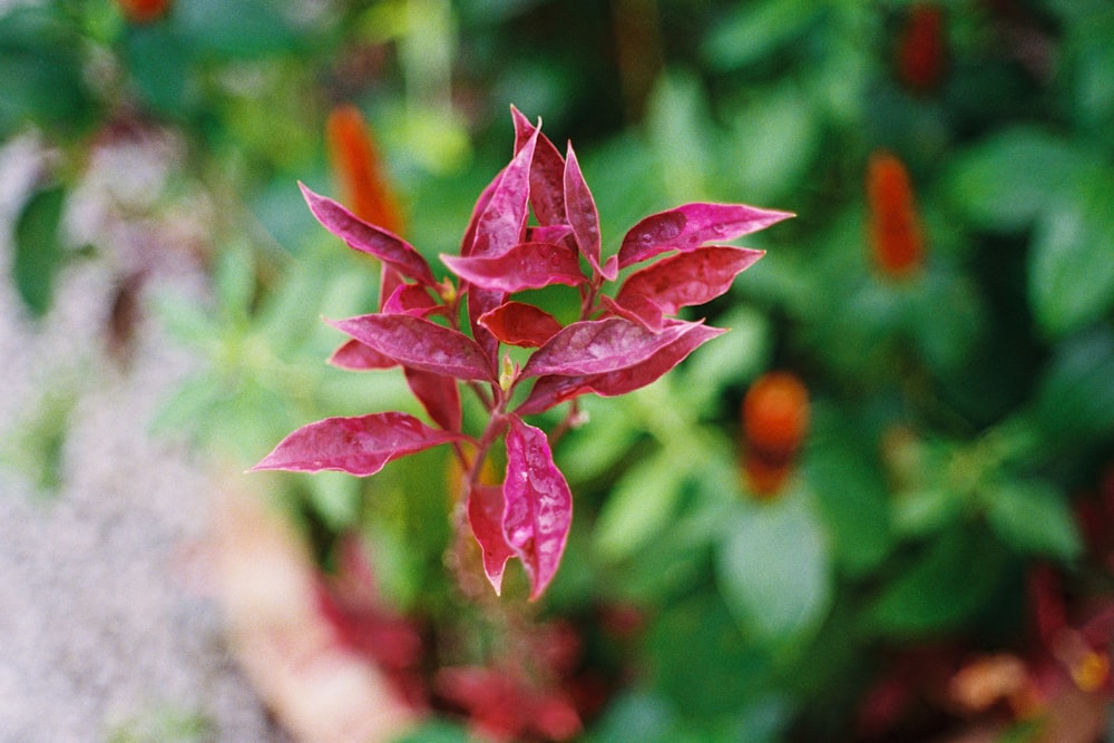 a close up of a pink flower in a garden