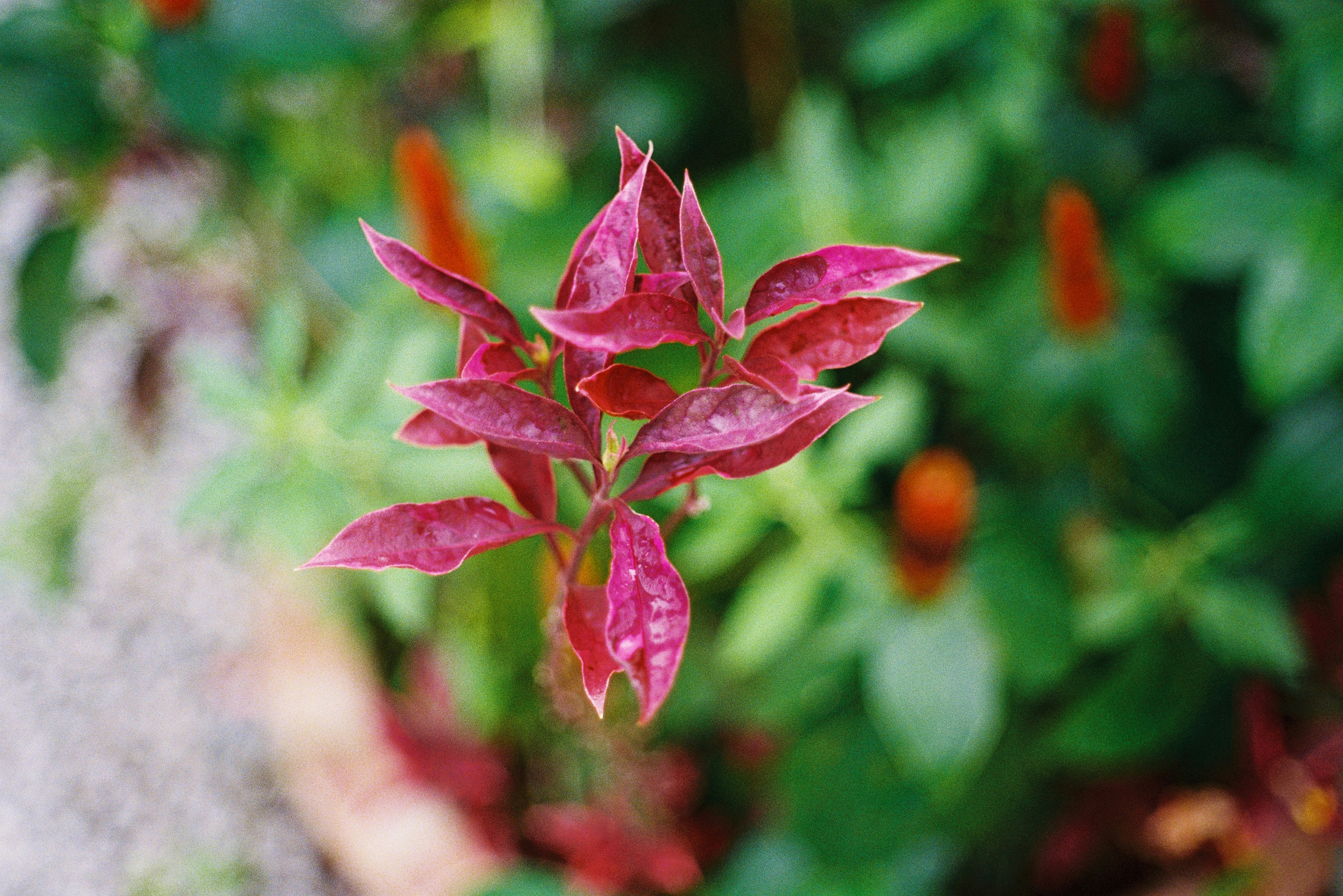 Snowmobile and UTV Rentals