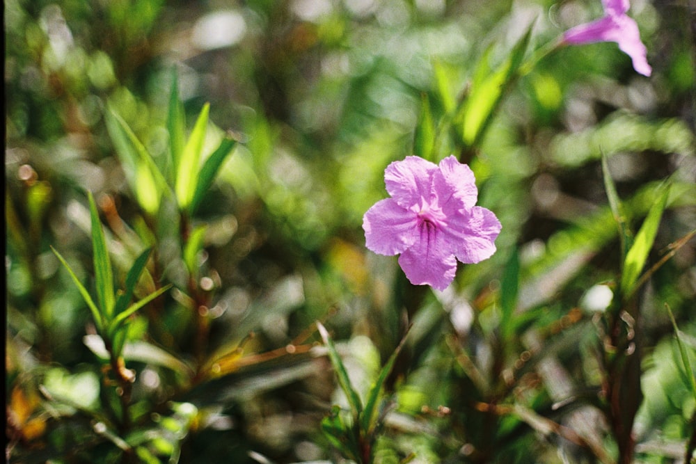 a close up of a flower on a plant