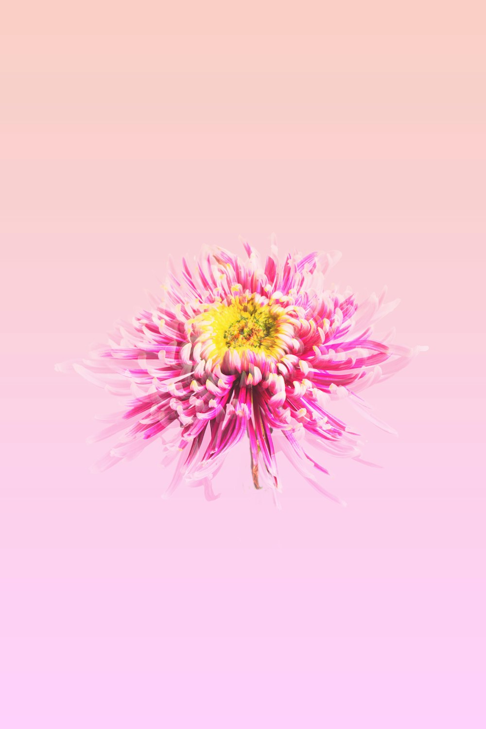 a pink and yellow flower on a pink background