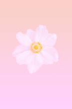 A soft rose gold and pink gradient background with a delicate velvenus bd glow logo centered.
