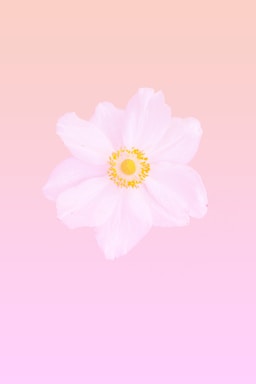 A soft rose gold and pink gradient background with a delicate velvenus bd glow logo centered.