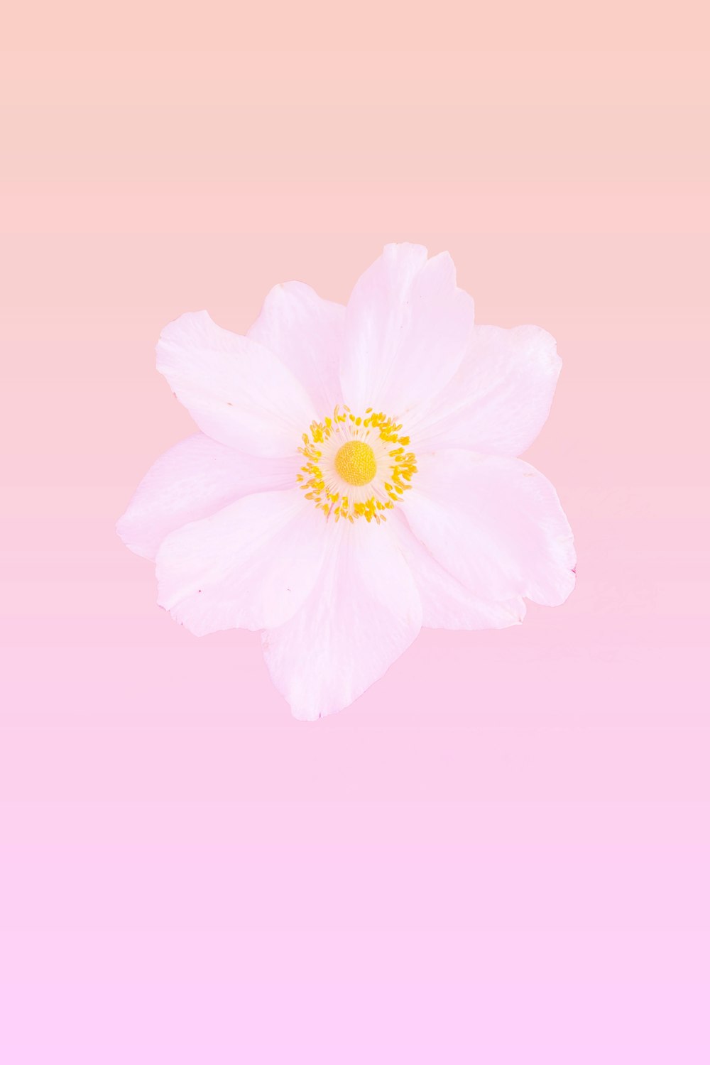 a white flower with a yellow center on a pink background