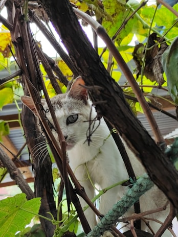A curious cat peeking through green foliage in soft sunlight.