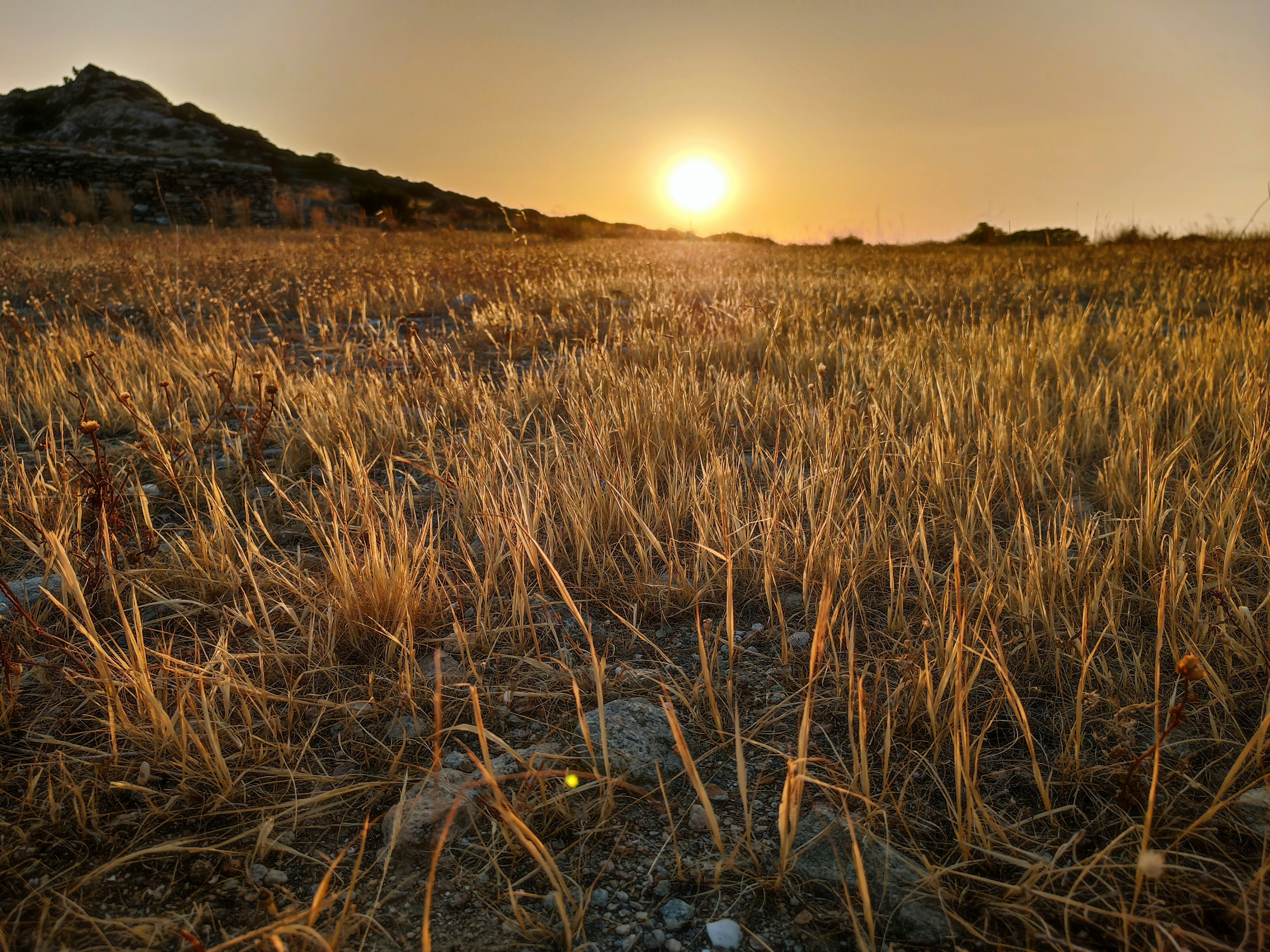 the sun is setting over a field of tall grass
