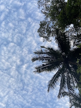 A sky filled with fluffy white clouds creating a textured pattern against a backdrop of blue. The silhouette of palm fronds and branches of a leafy tree are visible in the foreground, providing a contrast against the sky.