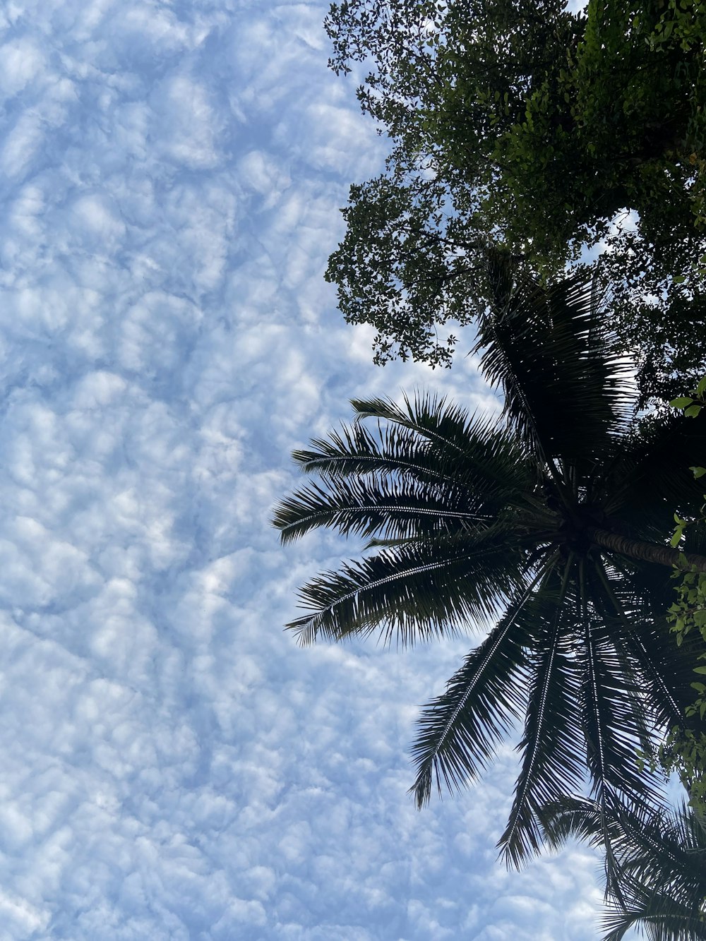 a palm tree with a blue sky in the background