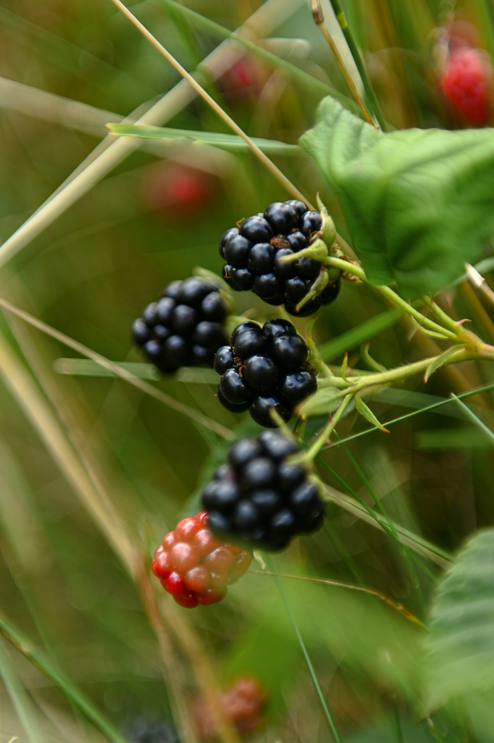 a close up of berries on a plant