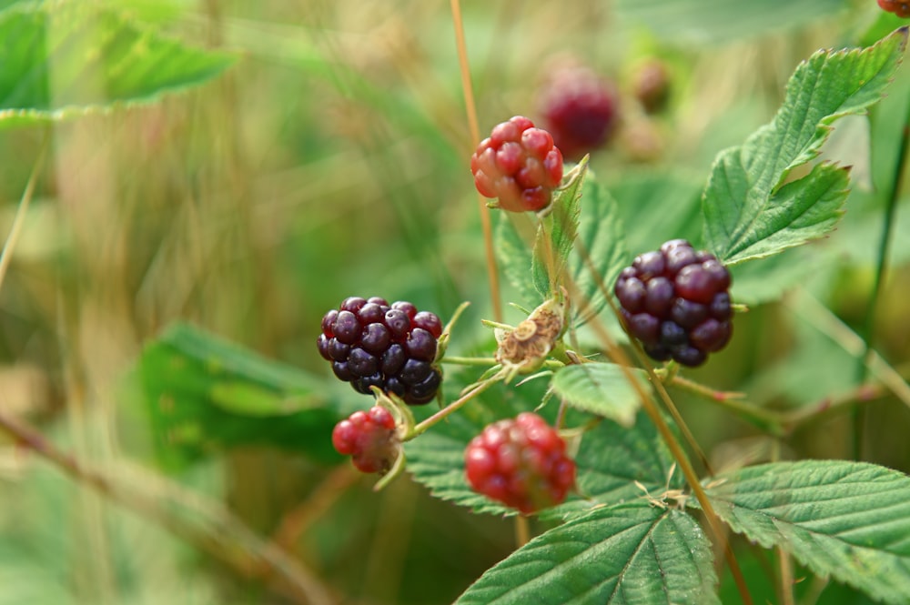 a bunch of berries that are on a plant