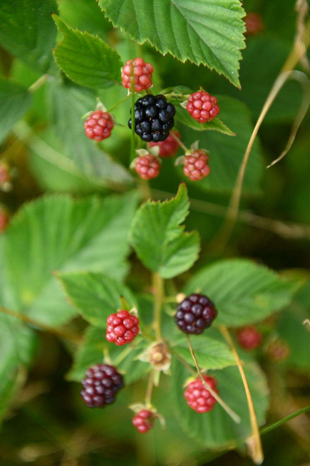 blackberries and raspberries growing on a bush