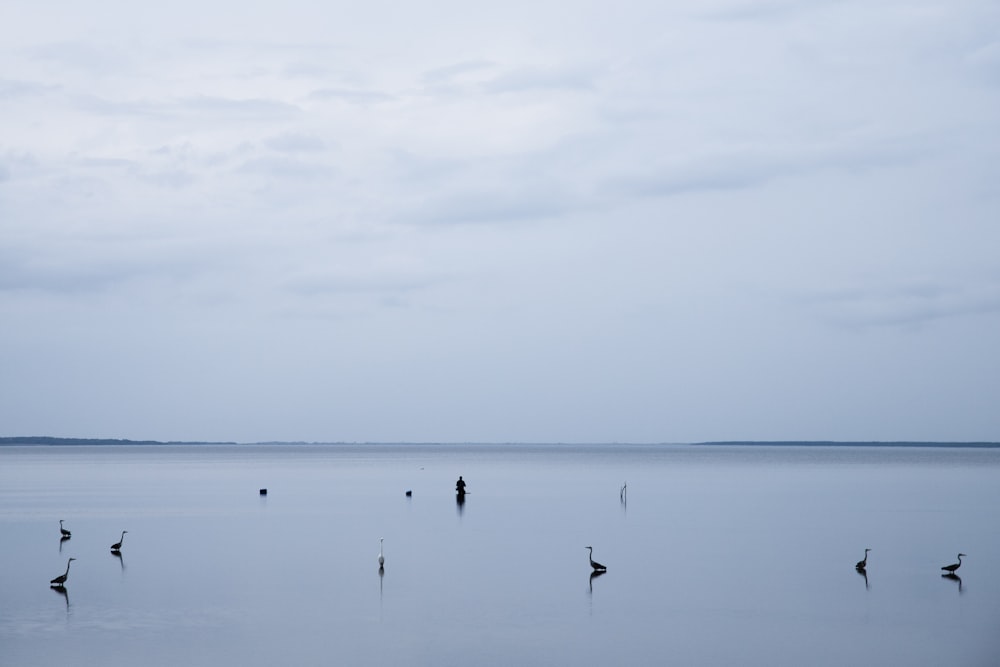 a group of birds standing on top of a large body of water