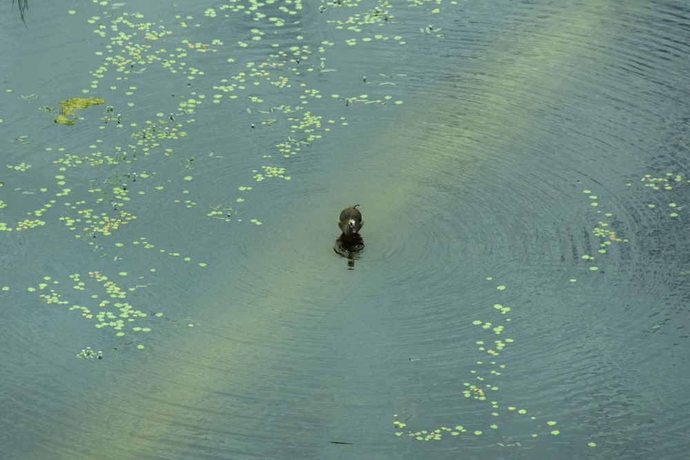 a duck swimming in a pond filled with green algae