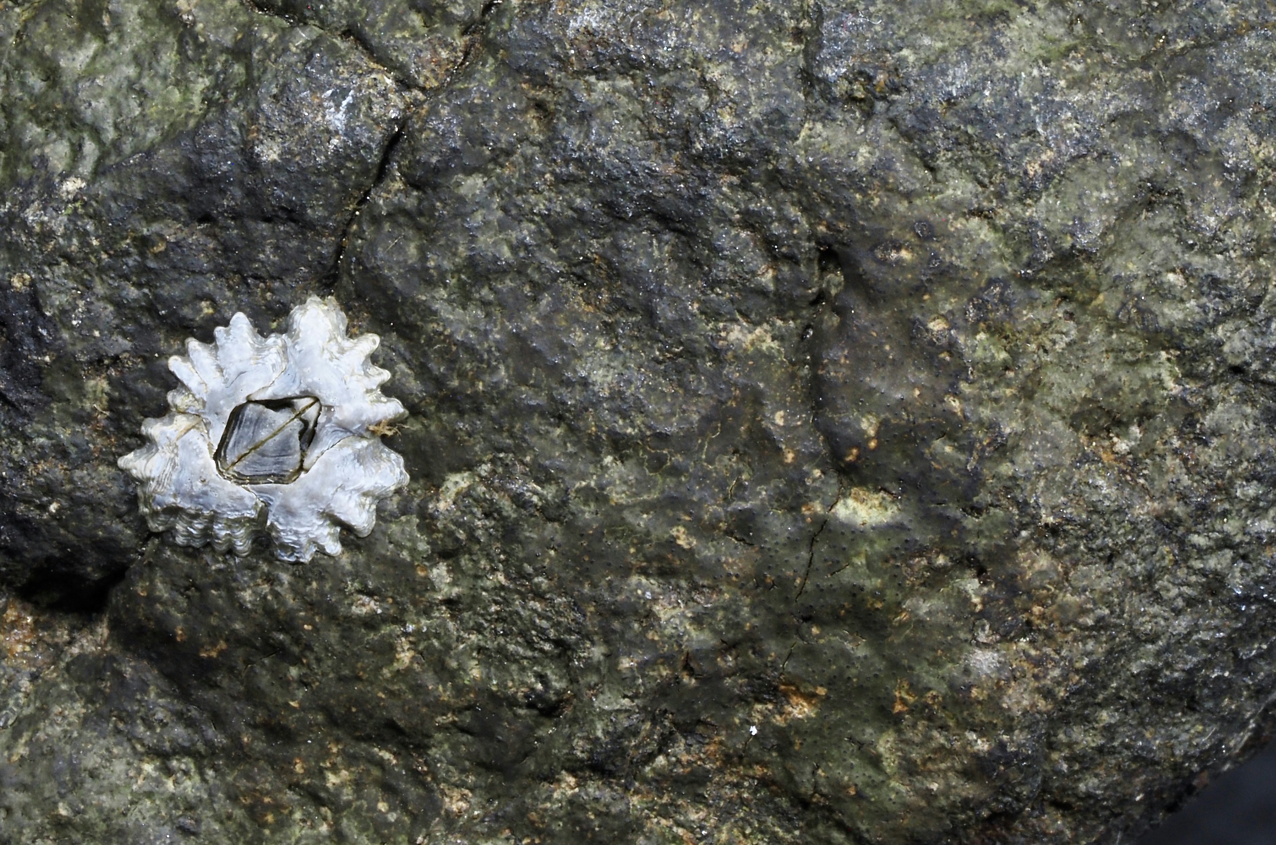 a close up of a rock with lichen on it
