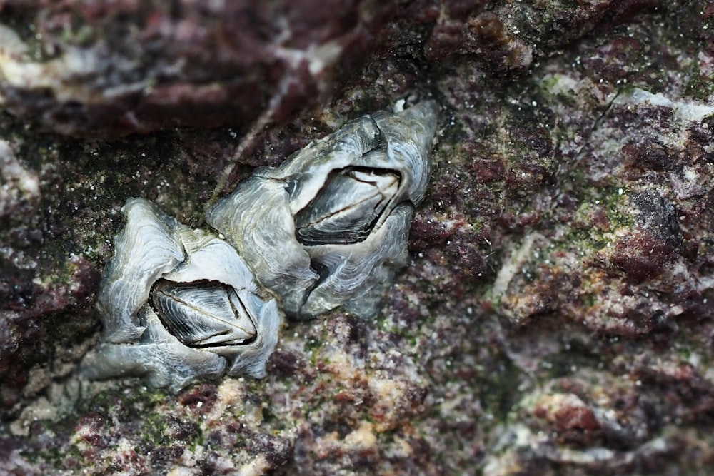 a couple of fish that are on some rocks