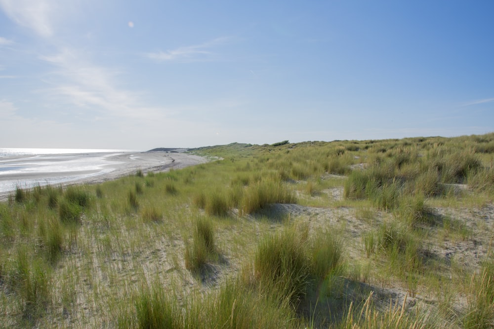 a sandy beach with grass and water in the background