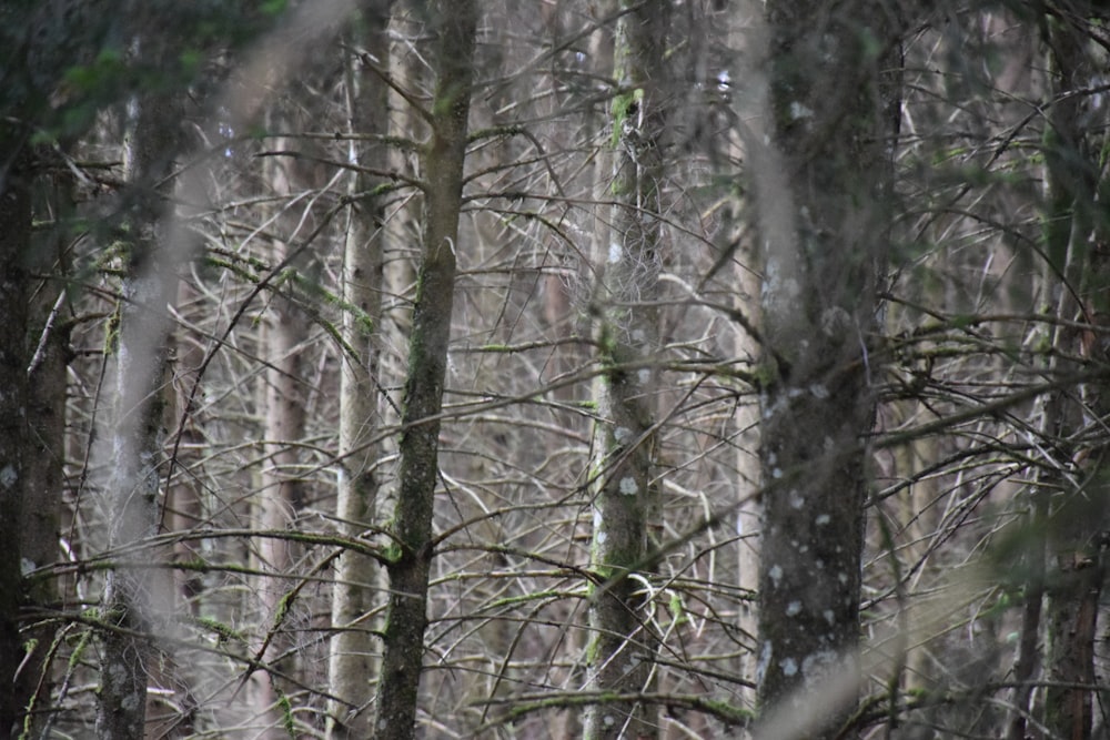 a forest filled with lots of trees covered in snow