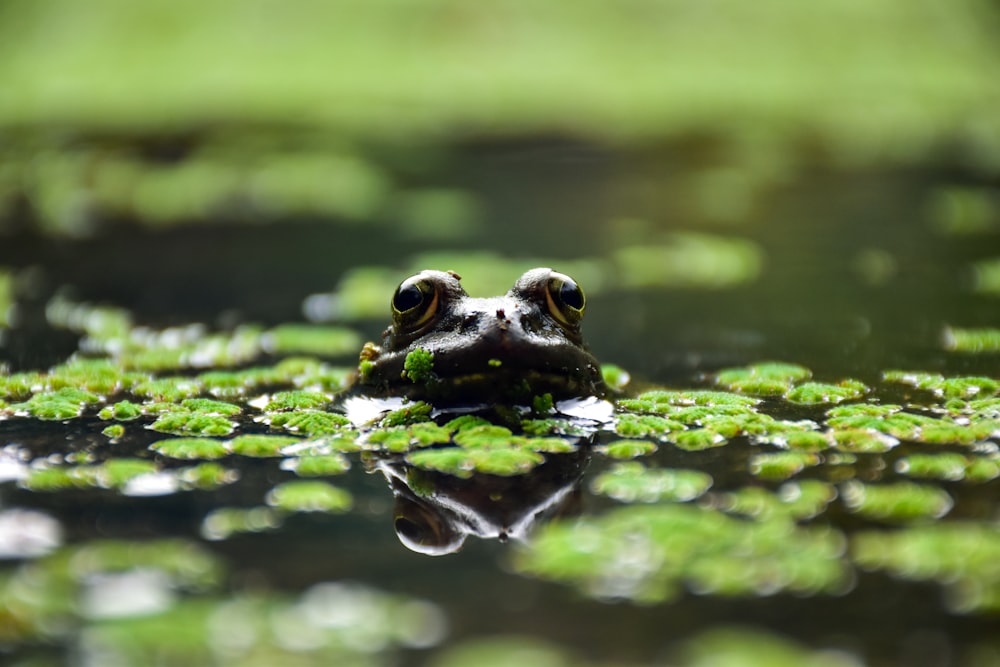 a frog that is sitting in some water