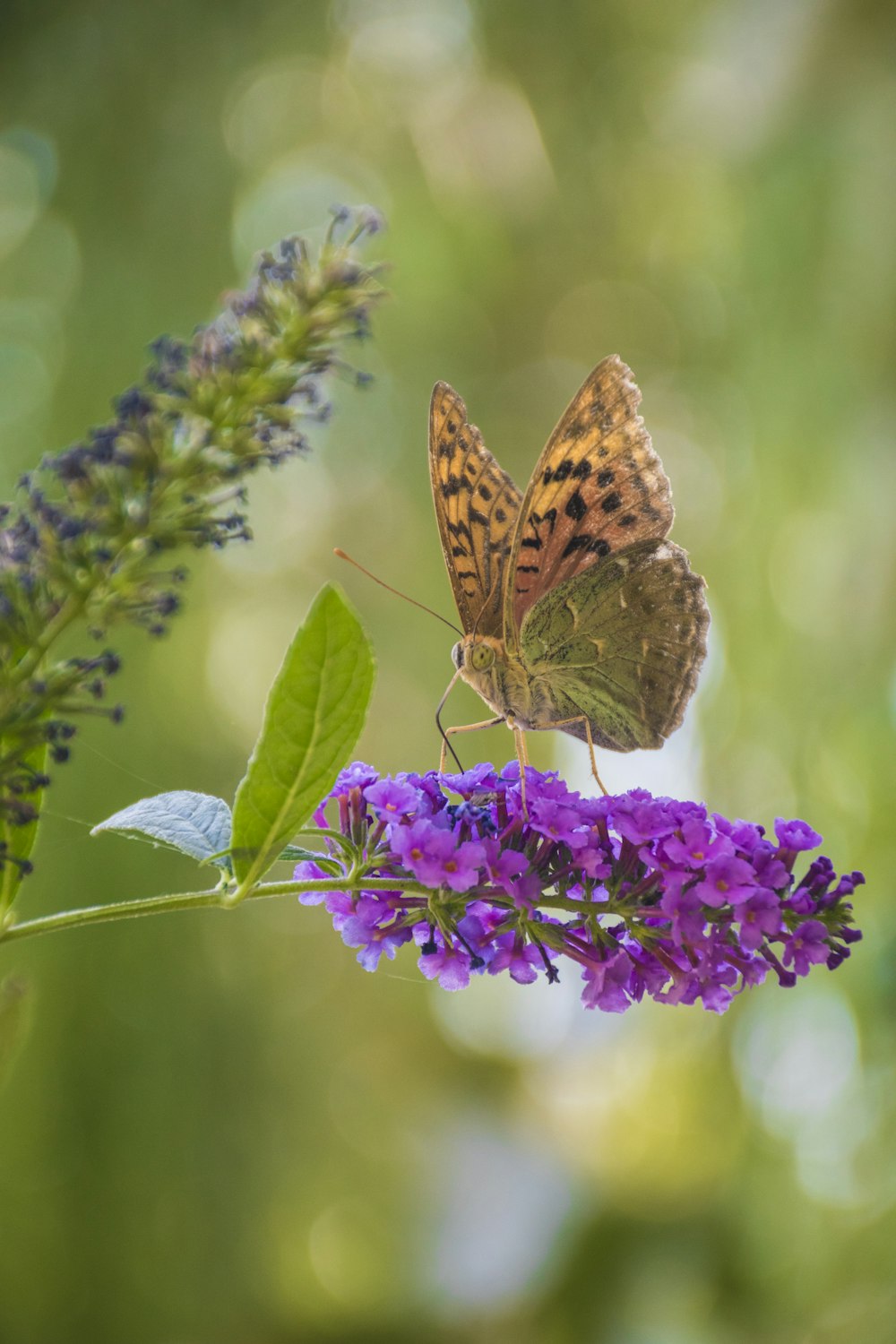 a butterfly sitting on top of a purple flower