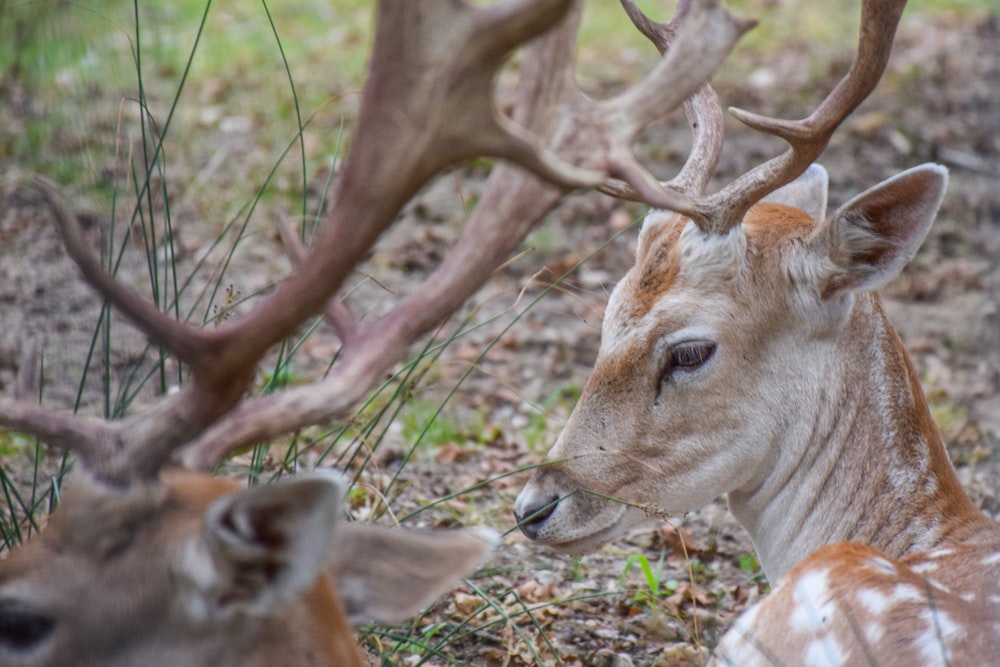 a couple of deer standing next to each other