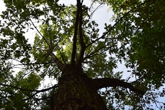 a tall tree with lots of green leaves