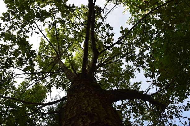 a tall tree with lots of green leaves