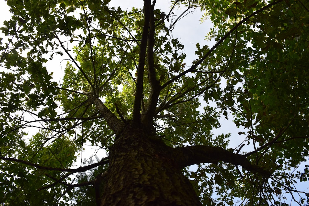 a tall tree with lots of green leaves