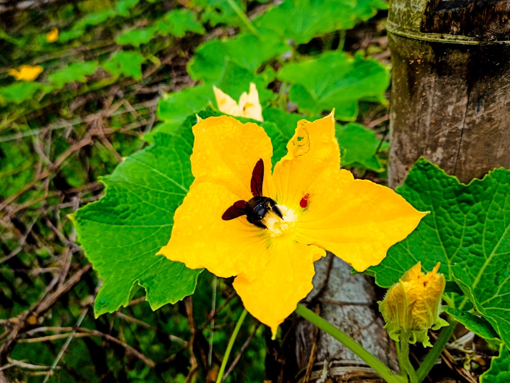 a yellow flower with a bee on it