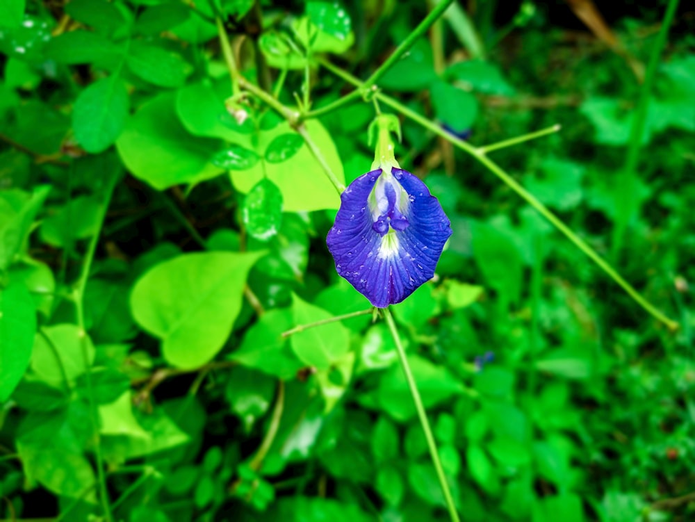 a blue flower with a white center in the middle of some green leaves