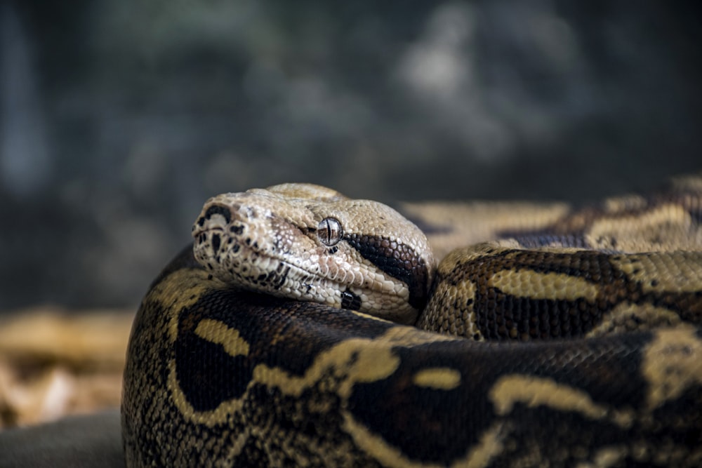 a close up of a snake on the ground