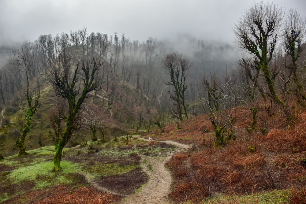 a trail winds through a grassy area with trees in the background