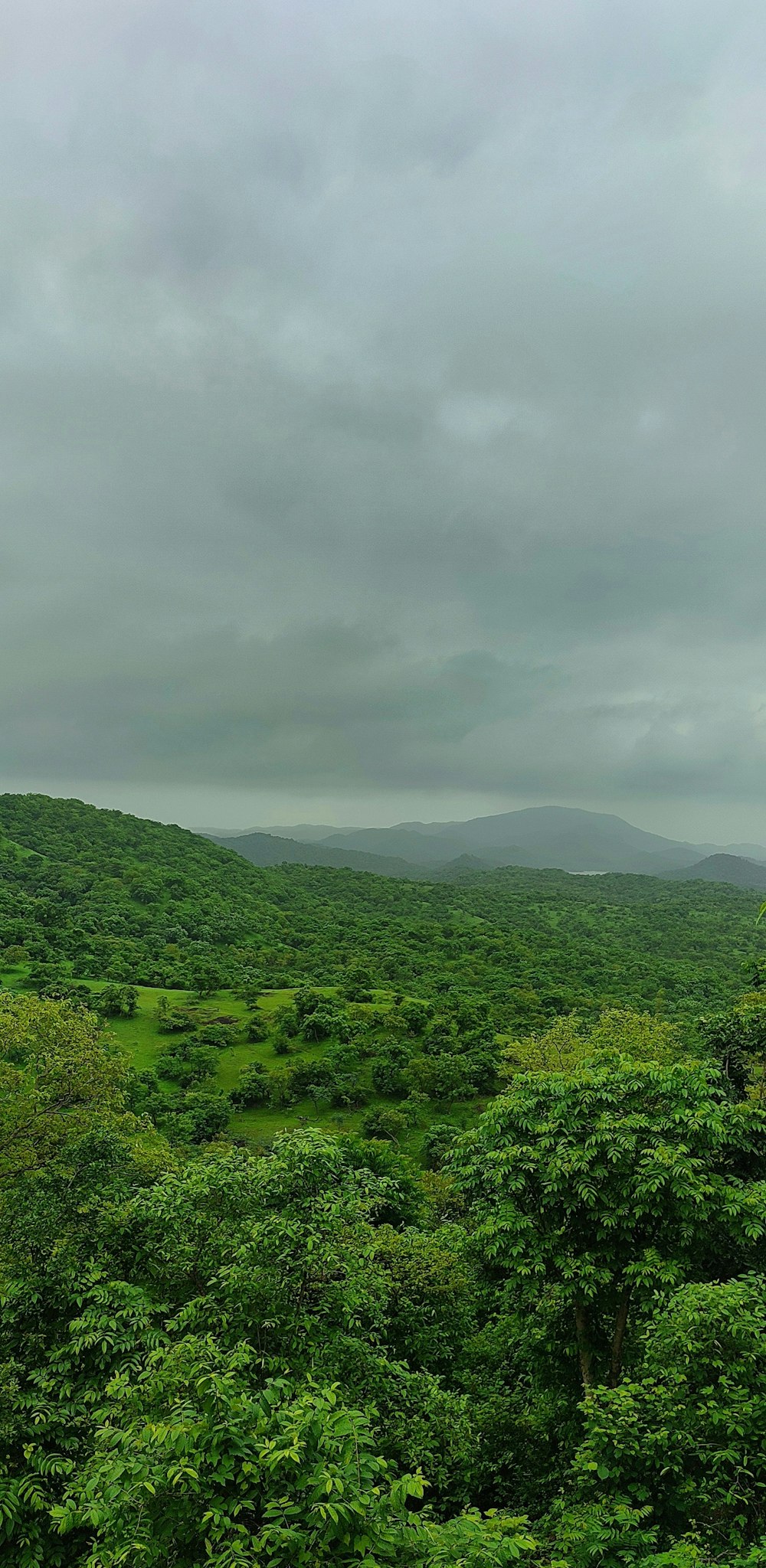 a lush green forest filled with lots of trees