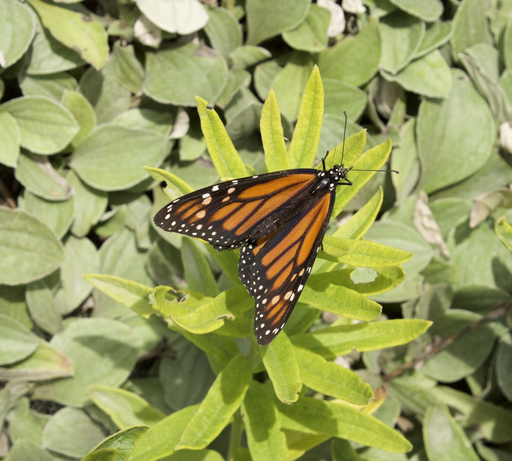 a close up of a butterfly on a plant