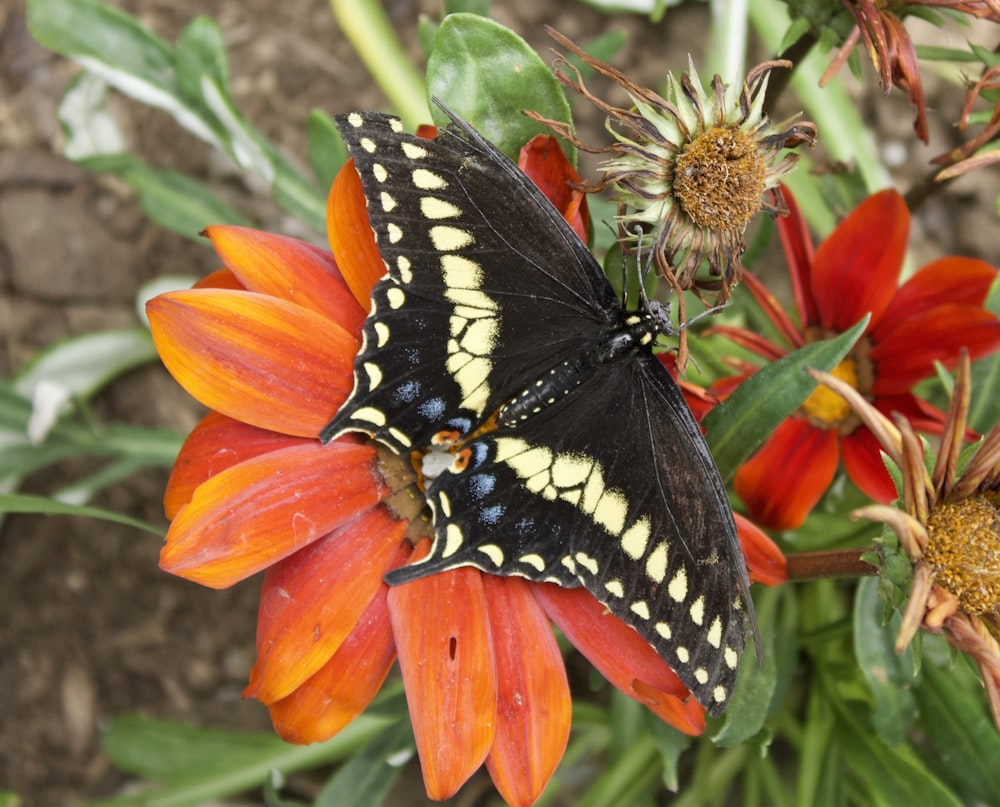 a black and yellow butterfly sitting on an orange flower