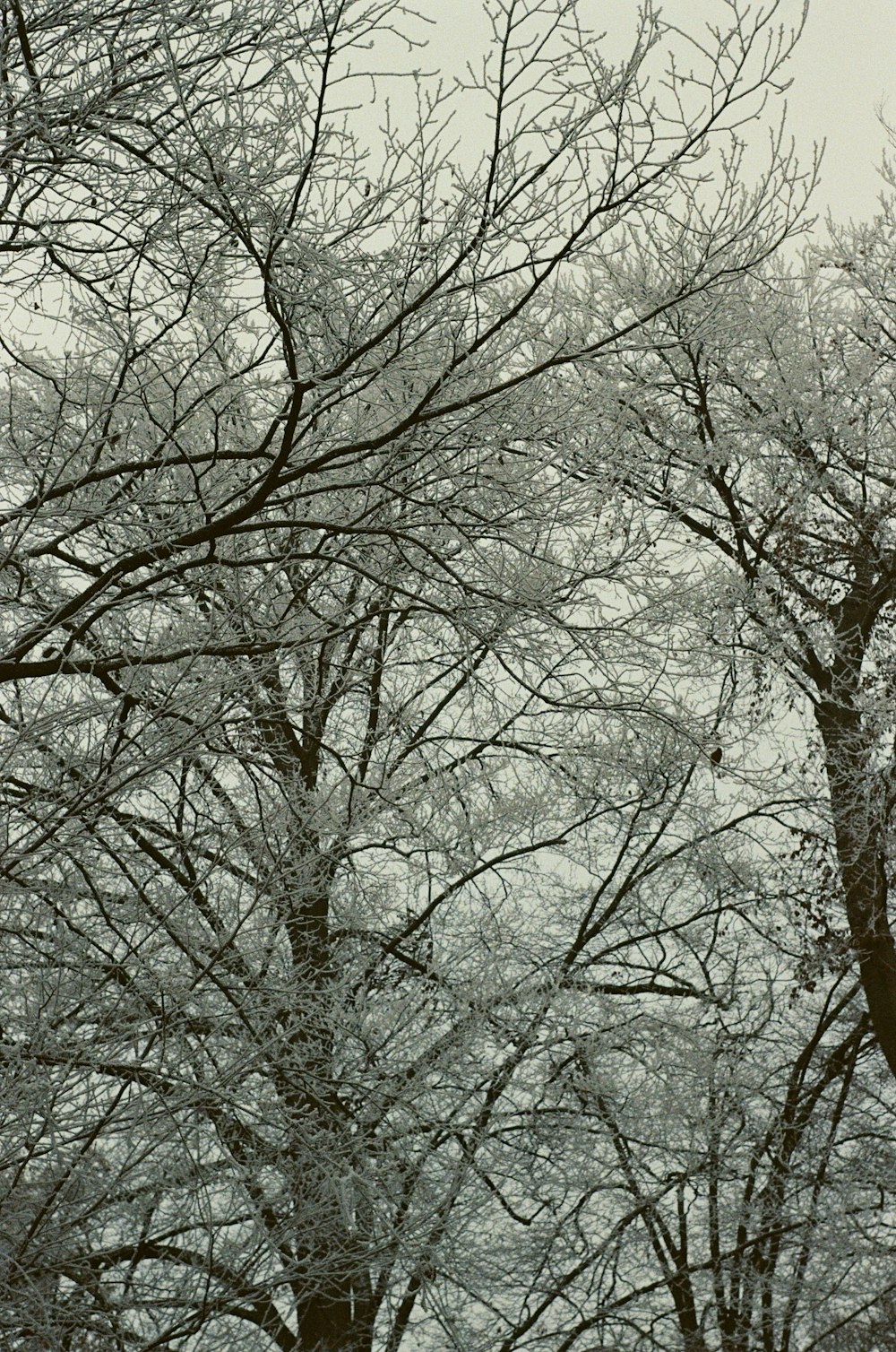 une photo en noir et blanc d’arbres sans feuilles