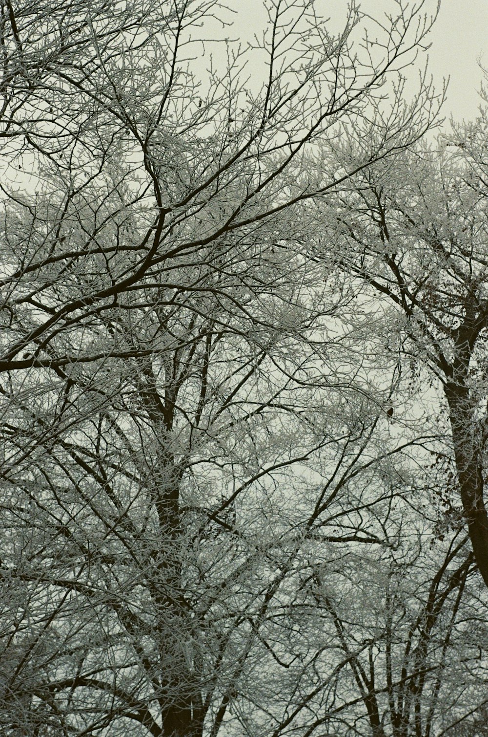 a black and white photo of trees with no leaves