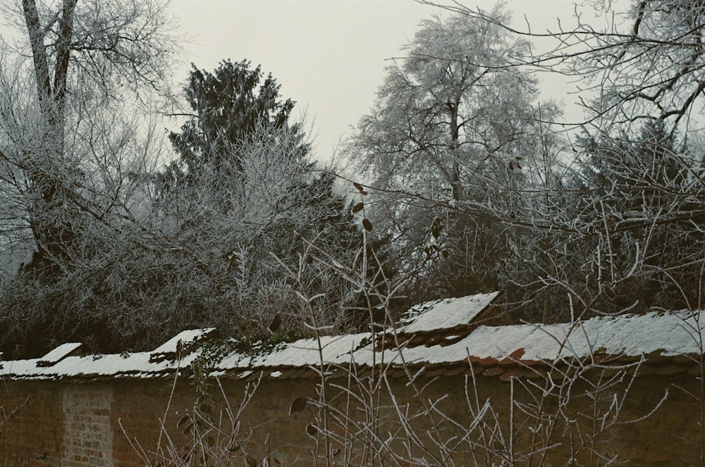 a snow covered roof with trees in the background