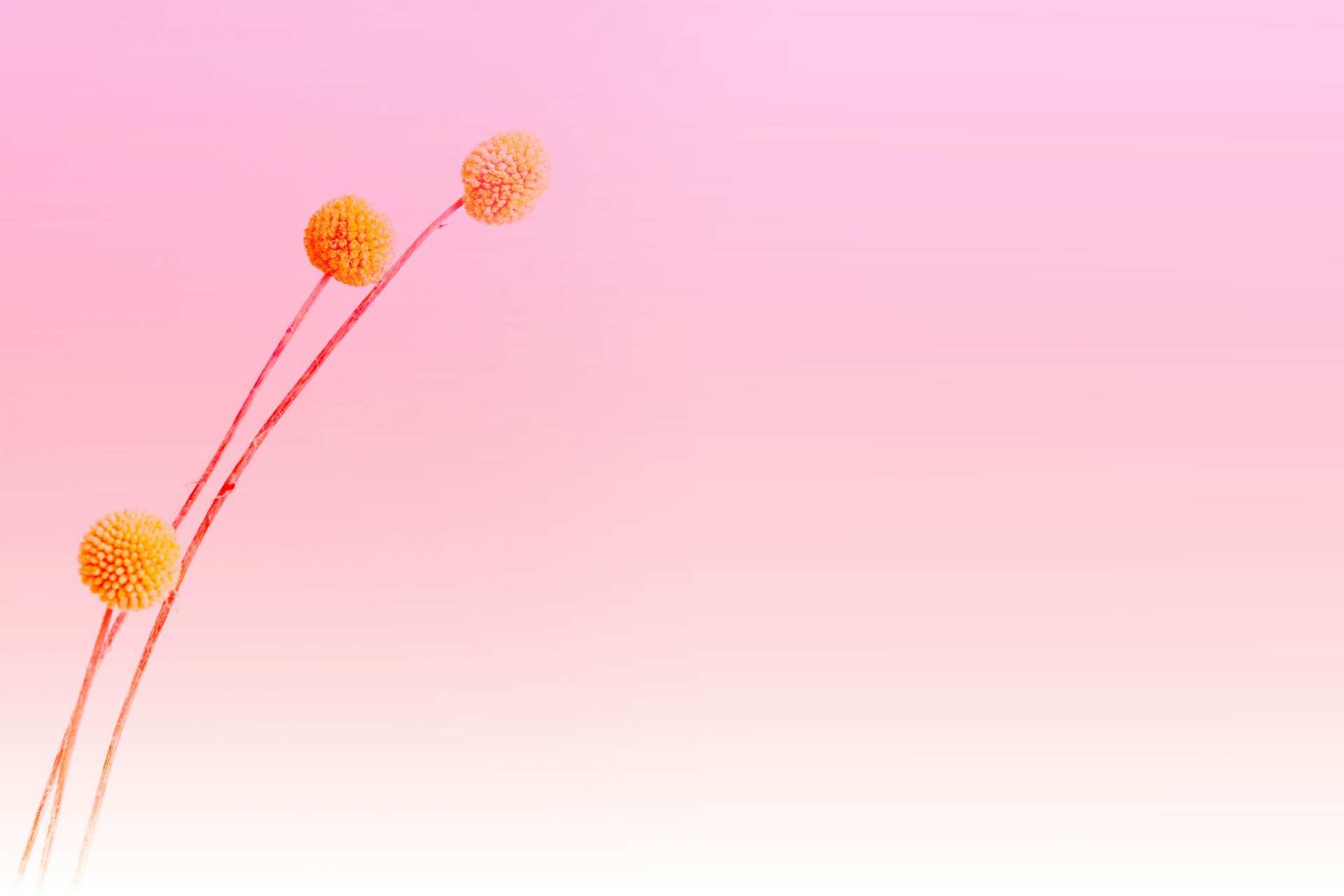a couple of flowers that are in the air