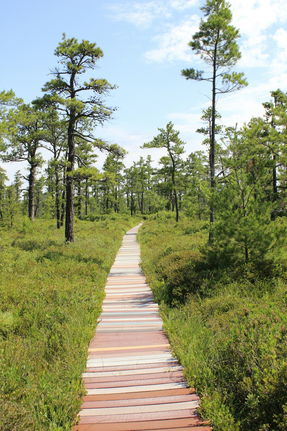 a wooden path in the middle of a forest