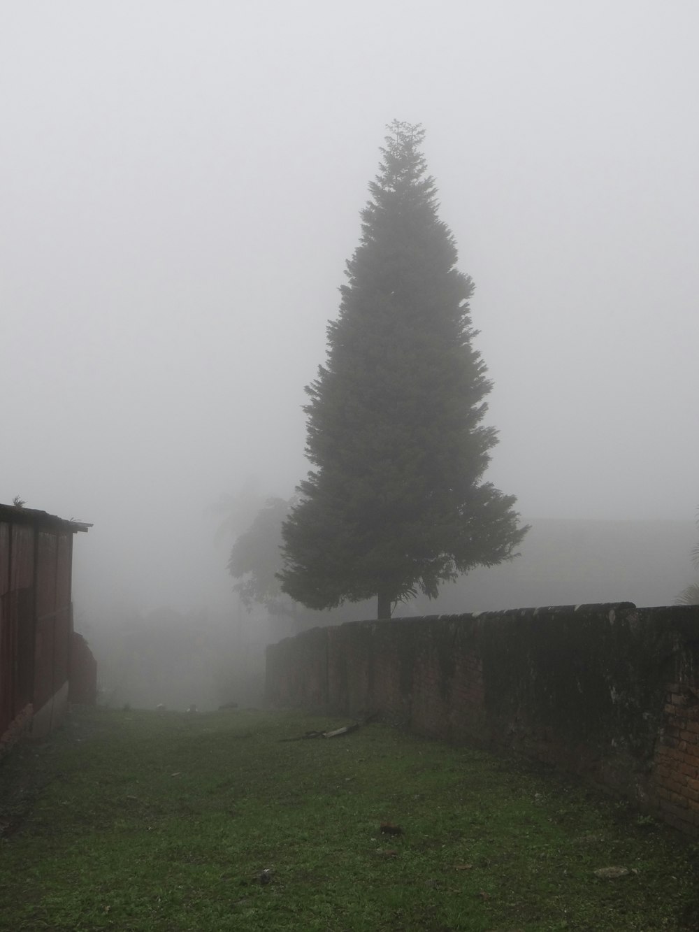 Una giornata nebbiosa con un albero solitario in primo piano