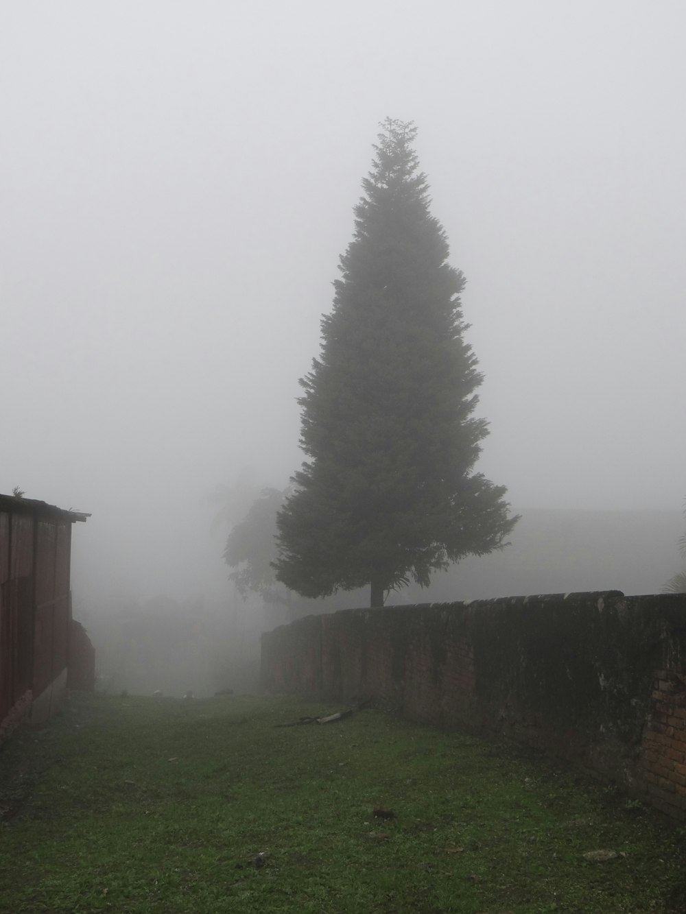 a foggy day with a lone tree in the foreground