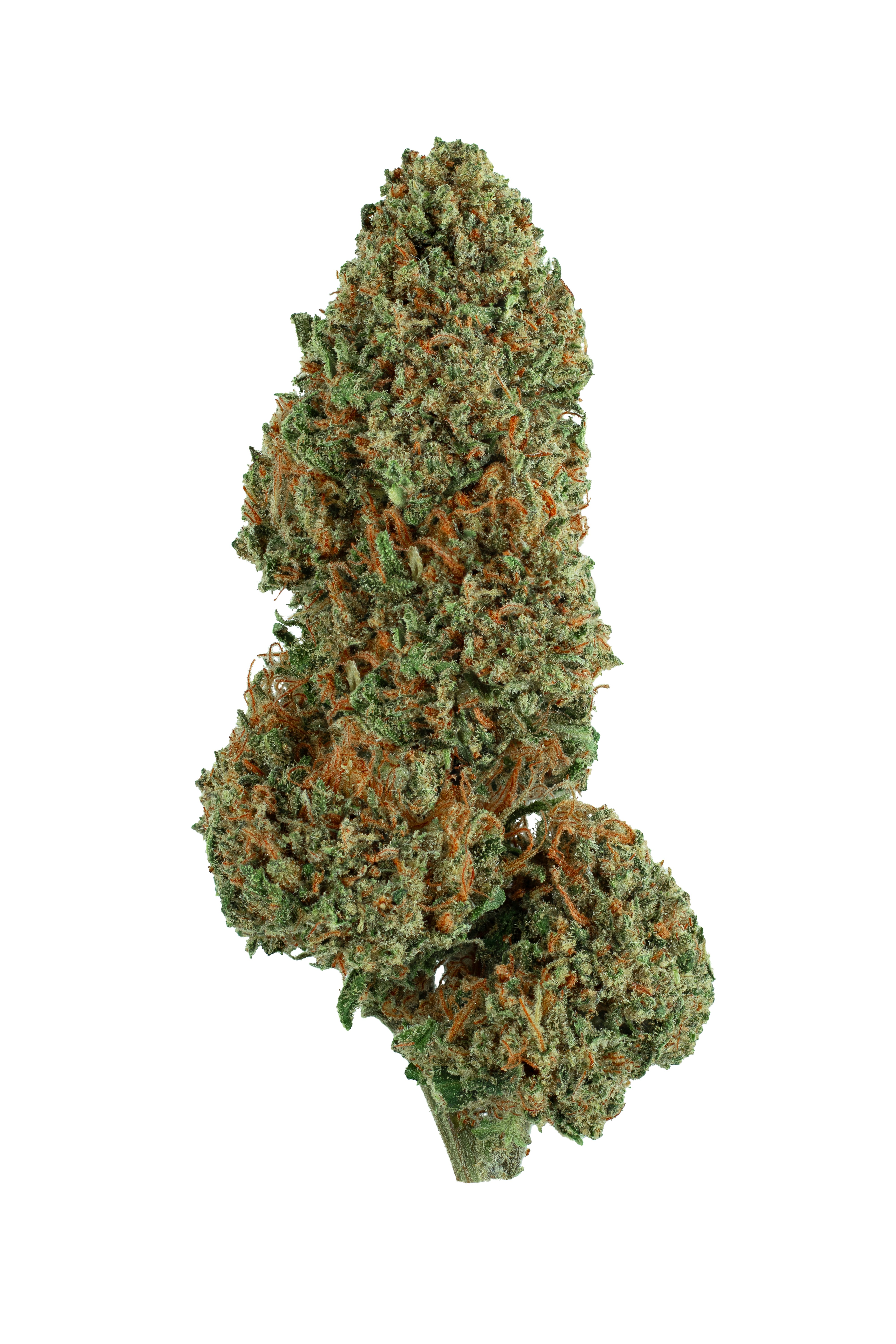 Un primo piano di una pianta su uno sfondo bianco