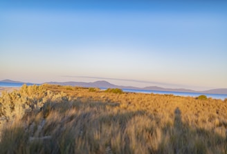A serene Colorado foothills scene with golden prairie grass swaying under a clear blue sky.