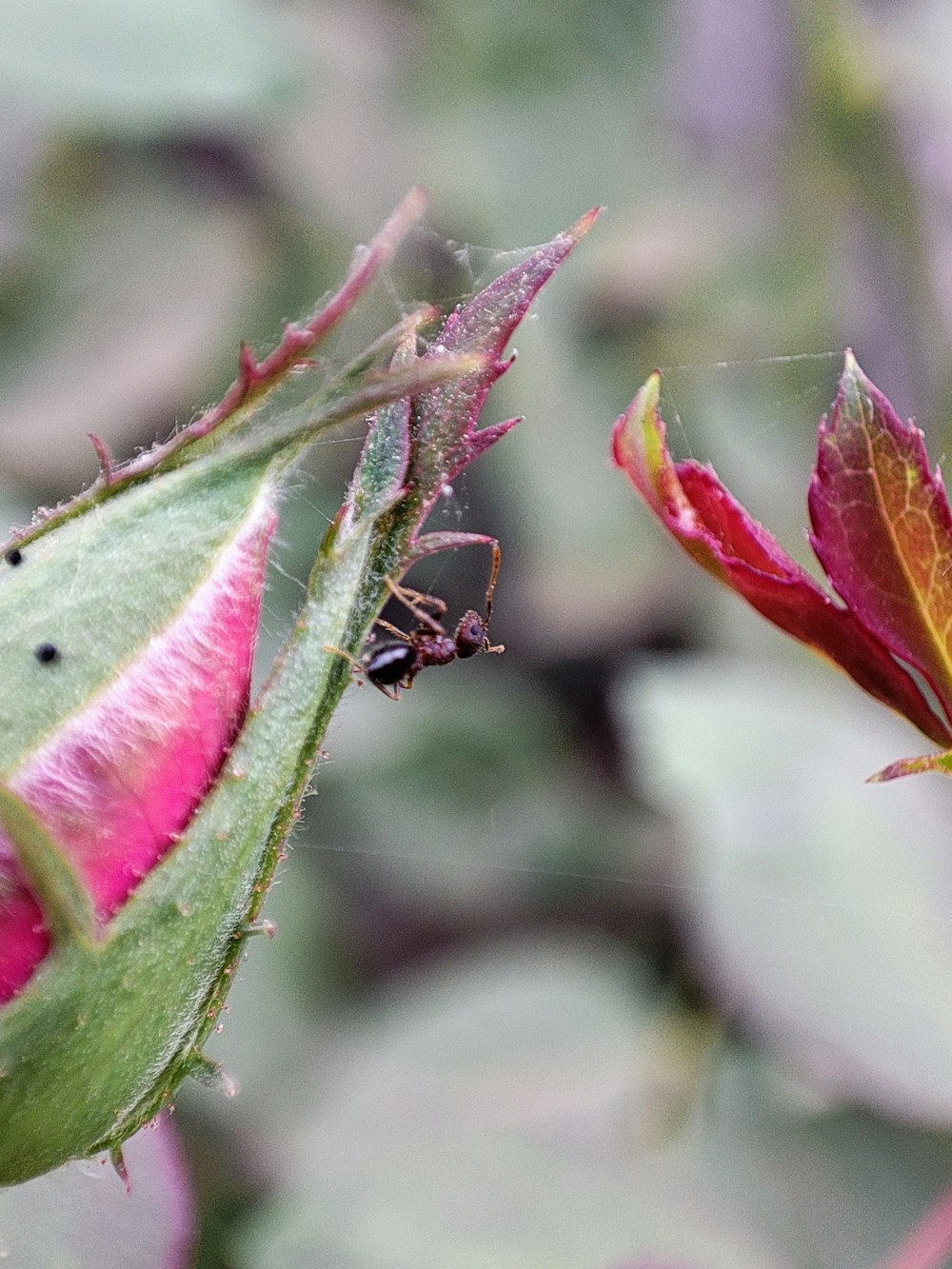 Nahaufnahme eines Käfers auf einer Blume