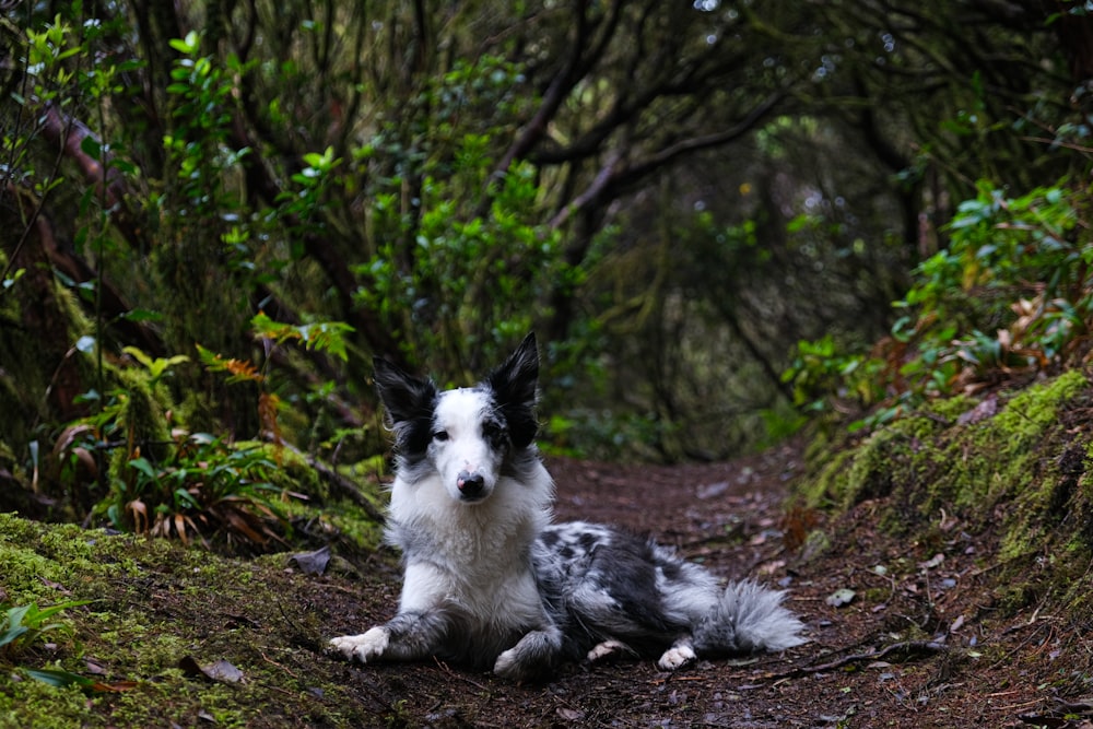 Un perro blanco y negro acostado en un camino de tierra