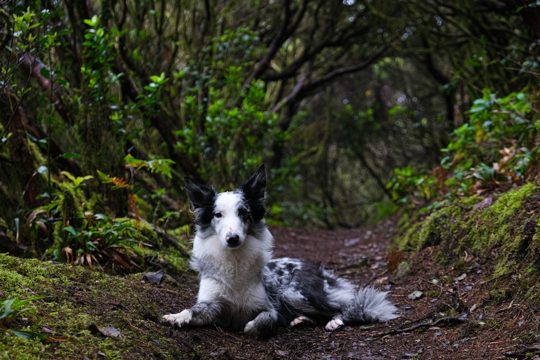 a black and white dog laying on a dirt road