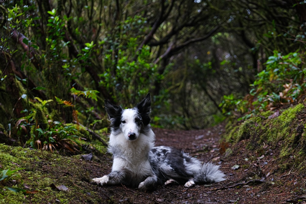 um cão preto e branco deitado em uma estrada de terra