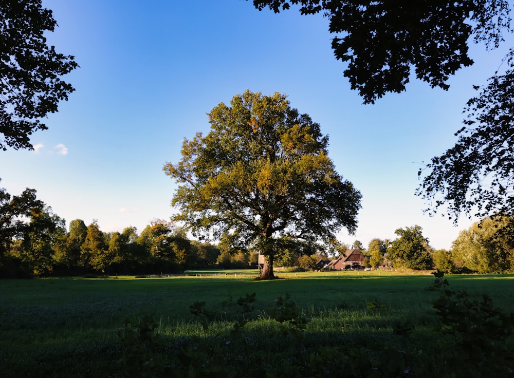 a large tree in a field with a house in the background