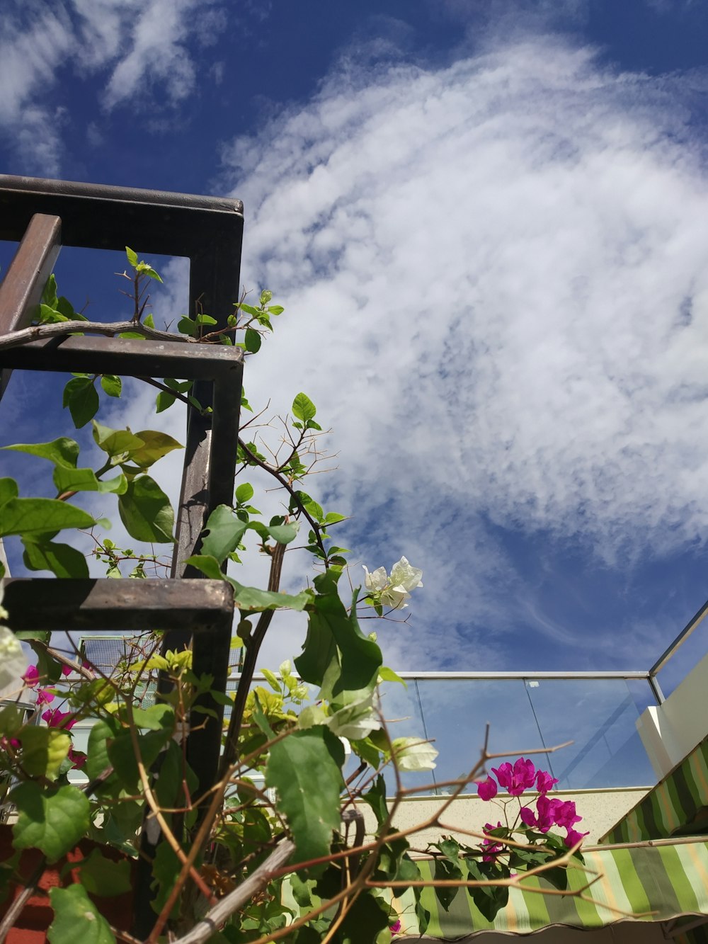 a ladder and flowers on a sunny day